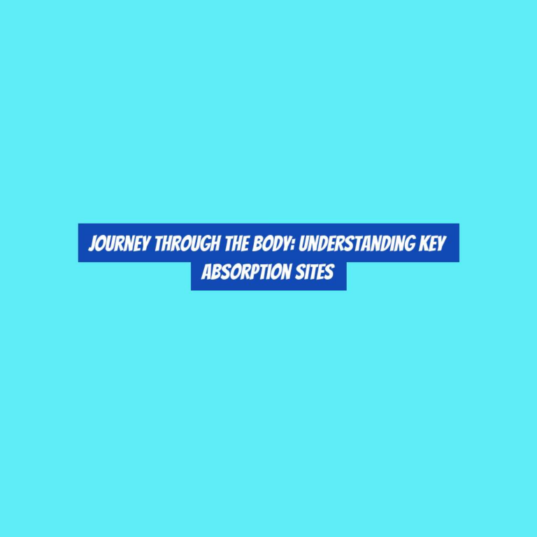 Journey Through the Body: Understanding Key Absorption Sites